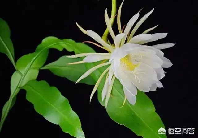 亚运会评价张常宁