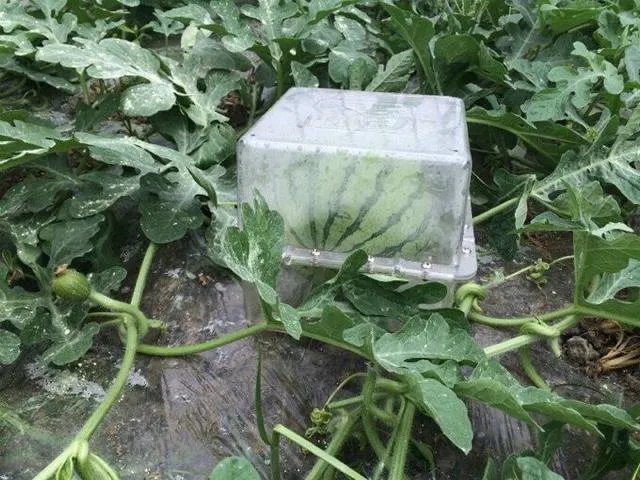 这种方形西瓜是怎么种出来的,好不好吃?