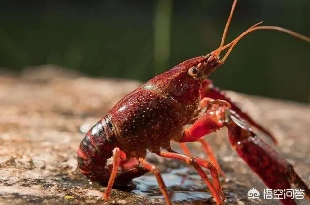 小龙虾养多久可以长大，它需要怎样的生长环境？