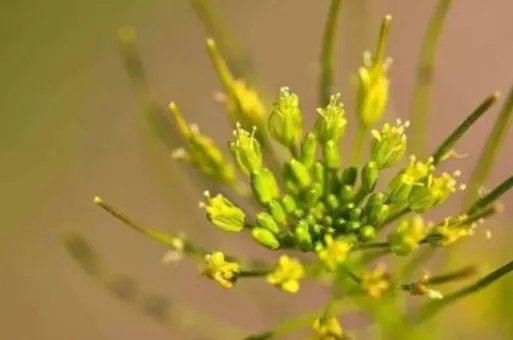 “哀哀父母，生我劬劳”是什么意思？