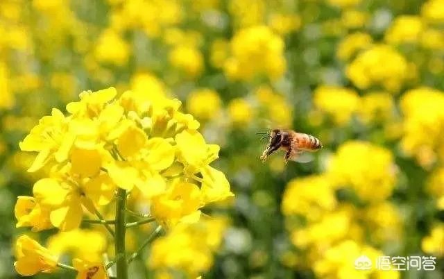 遇到油菜倒伏蚂蚁庄园