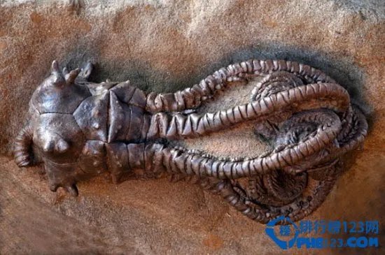 世界上最恐怖的动物排行榜