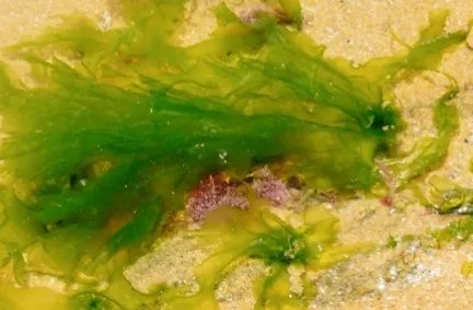 石莼的生长习性是什么？有哪些药用价值？