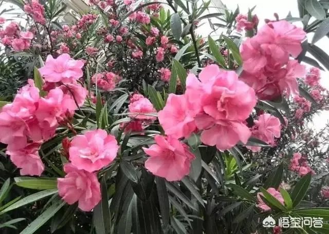 别墅庭院设计要注意哪些？