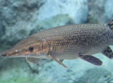 鳄雀鳝竟藏身寺庙放生池，长1.2米，重50斤，它是如何来到这里的？