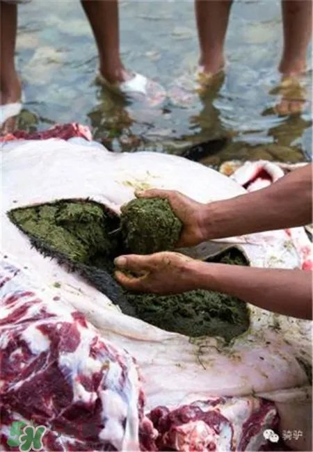 牛粪火锅是什么?牛粪火锅好吃吗?