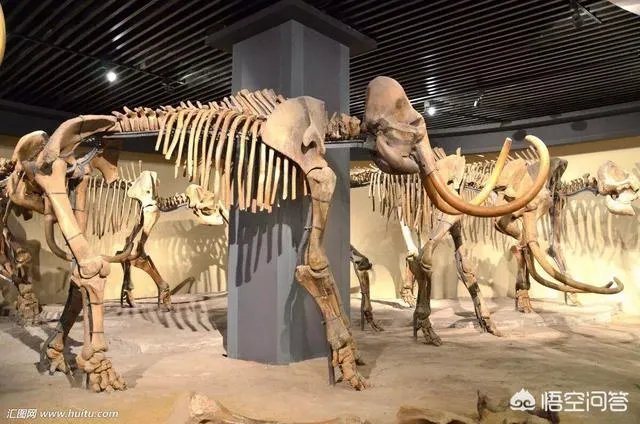 如果猛犸象复活计划成功了，人类会灭绝吗？你怎么看？