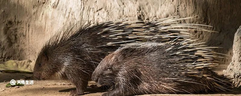 豪猪和哪种动物是近亲