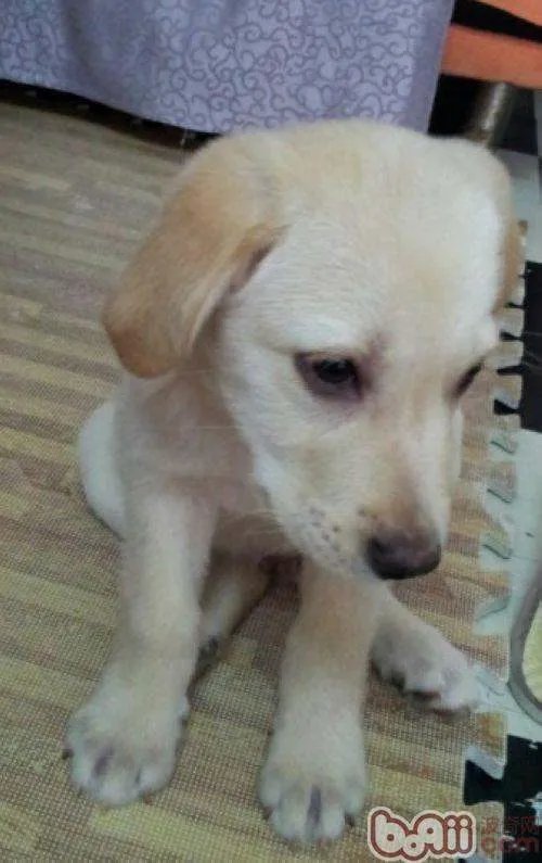 拉布拉多犬的价格是多少？