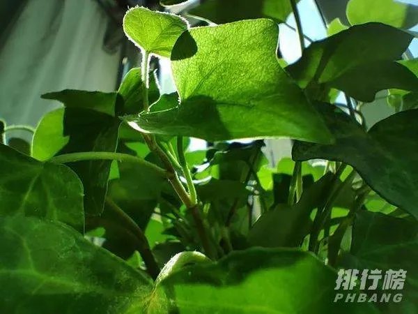 realme gt neo2拍照怎么样_拍照效果