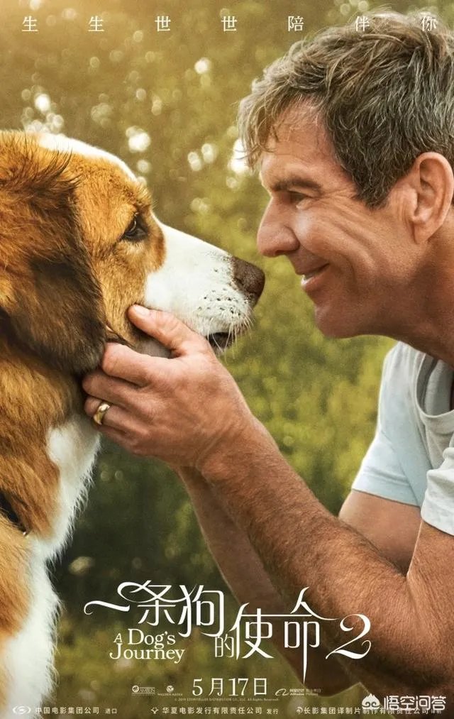 如何评价电影《一条狗的使命2》？