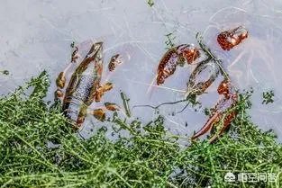 小龙虾养多久可以长大，它需要怎样的生长环境？