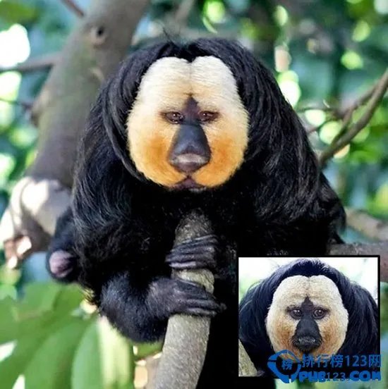 世界上最恐怖的动物排行榜