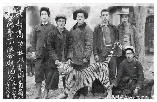 吉林男子偶遇300斤大老虎,老虎频繁现身,是生态变好还是变差?