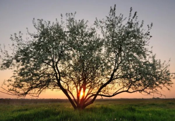 艾青的诗《树》