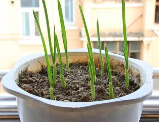 大蒜的种植方法？