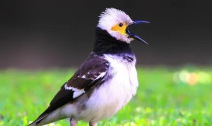 黑领椋鸟是什么生活习性?为何在世界保护名录上处于低危?