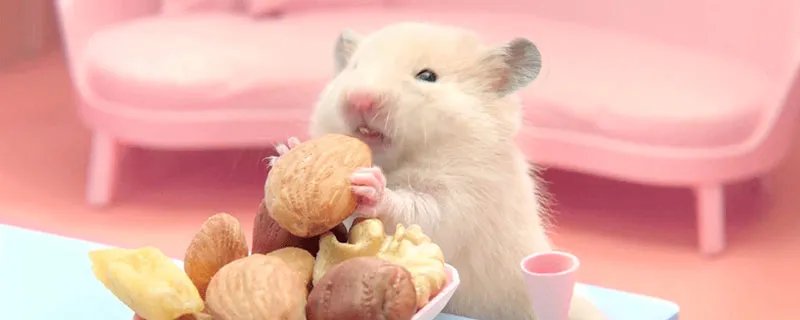 鼠年是哪年 鼠年是哪一年