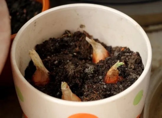 大蒜的种植方法？