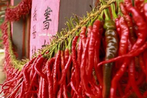 主人在屋外晒辣椒不到10分钟就被偷走，辣椒究竟被谁偷走了？