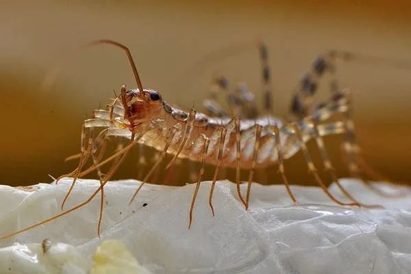 火山蚰蜒最大有多大