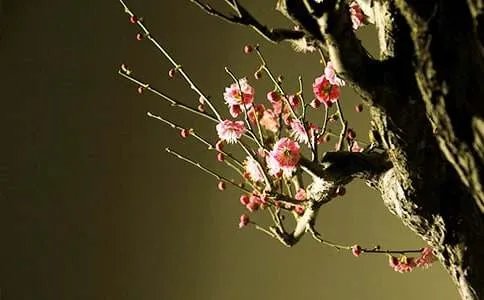 描写梅花的作文