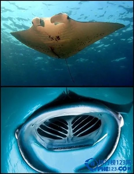 世界上最恐怖的动物排行榜