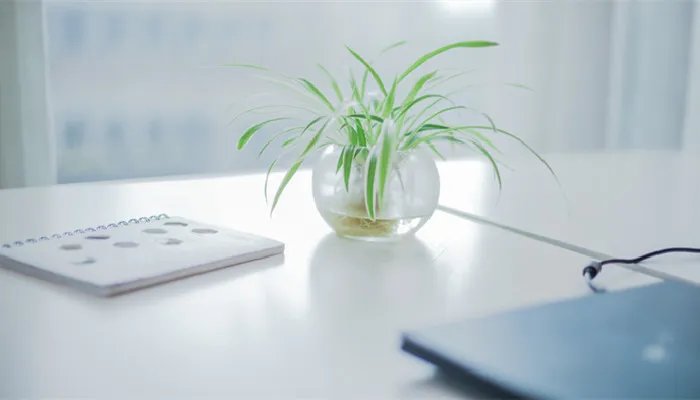 万年青的象征意义