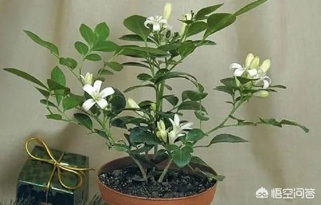 九里香怎么养？