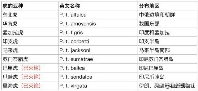 吉林男子偶遇300斤大老虎,老虎频繁现身,是生态变好还是变差?