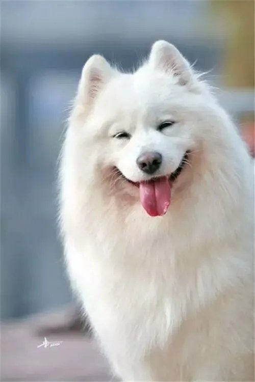 年年大丰收，下联怎么对？