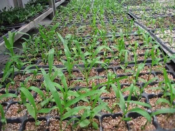 种药材回收骗人吗