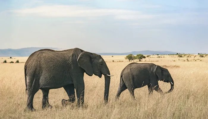 大象的左耳朵像什么 大象的左耳像什么