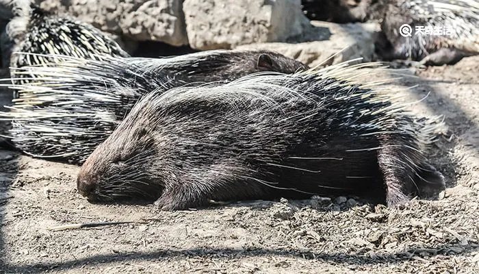 豪猪和哪种动物是近亲