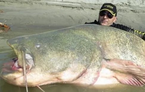 世界上最大的鲶鱼你知道有多重吗？