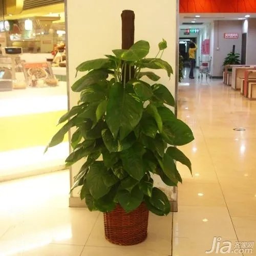 办公室绿植要怎么摆放 办公室绿植摆放技巧