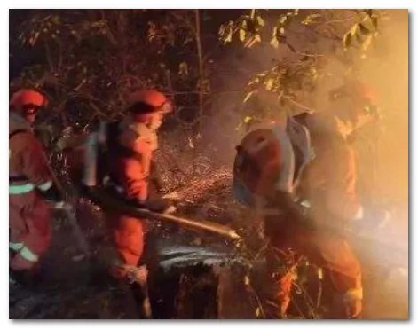 香格里拉发生森林火灾，过火面积65公顷，造成了多少损失？