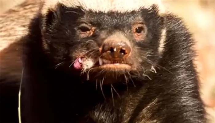 人称平头哥的动物是什么 称为平头哥的动物是什么