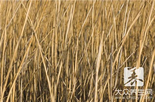  拉拉秧根的功效与作用