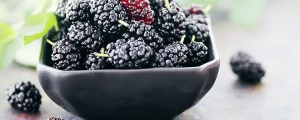 桑葚子的功效与作用