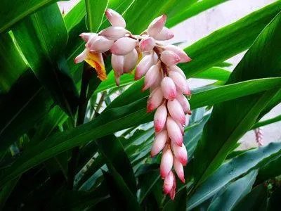 我们叫山姜,不知道它的真正学名叫什么?