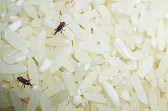 大米生虫还能吃吗