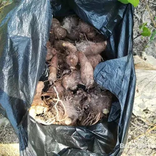 如何挖芋头的方法