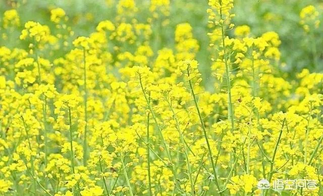 遇到油菜倒伏蚂蚁庄园