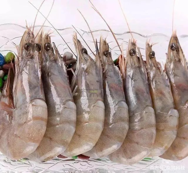 新冠病毒怕不怕高温？比如厄瓜多尔白虾假如高温烹制，还会致病吗？