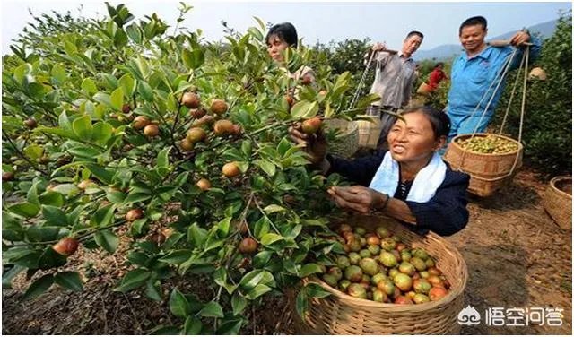 有人清楚油茶树苗多少钱一棵吗？值不值得买？