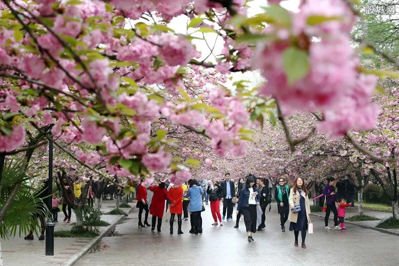 2019上海樱花节门票价格 开幕在即设五大赏樱区