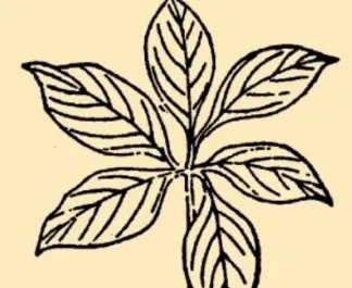 本草纲目·第八卷·草部·由跋原文是什么内容？