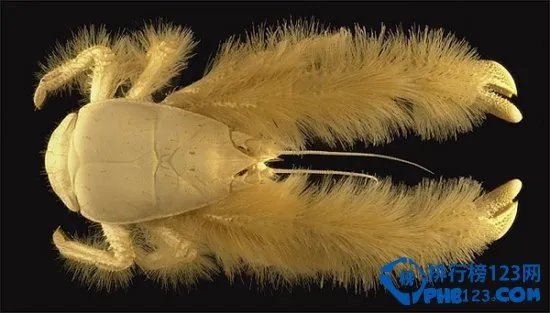 世界上最恐怖的动物排行榜