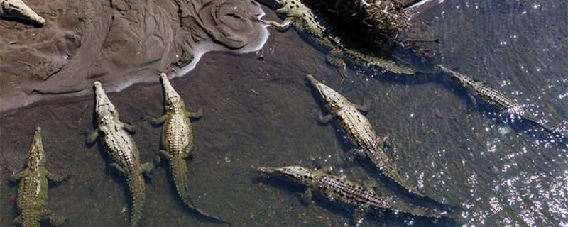 什么是冷血动物 冷血动物是什么